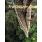 TRAILBLAZER 1 WB